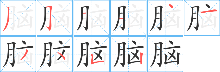 脑的笔顺分步演示